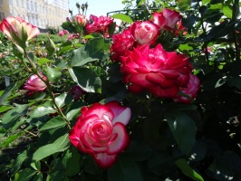 Rundāles pili ieskauj krāšņi rožu ziedi 9
