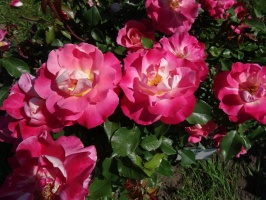 Rundāles pili ieskauj krāšņi rožu ziedi 10