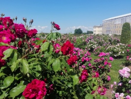 Rundāles pili ieskauj krāšņi rožu ziedi 20