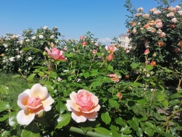 Rundāles pili ieskauj krāšņi rožu ziedi 21