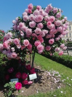 Rundāles pili ieskauj krāšņi rožu ziedi 24