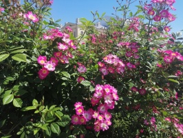 Rundāles pili ieskauj krāšņi rožu ziedi 25