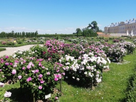 Rundāles pili ieskauj krāšņi rožu ziedi 27