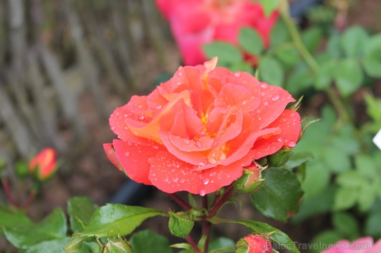 Dobeles stādaudzētavā «Liepas» vasaras pilnbriedā krāšņi zied rozes 285391