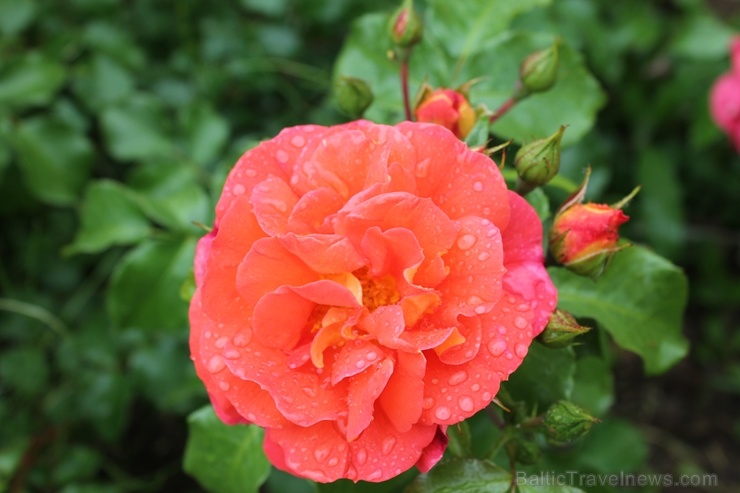Dobeles stādaudzētavā «Liepas» vasaras pilnbriedā krāšņi zied rozes 285392