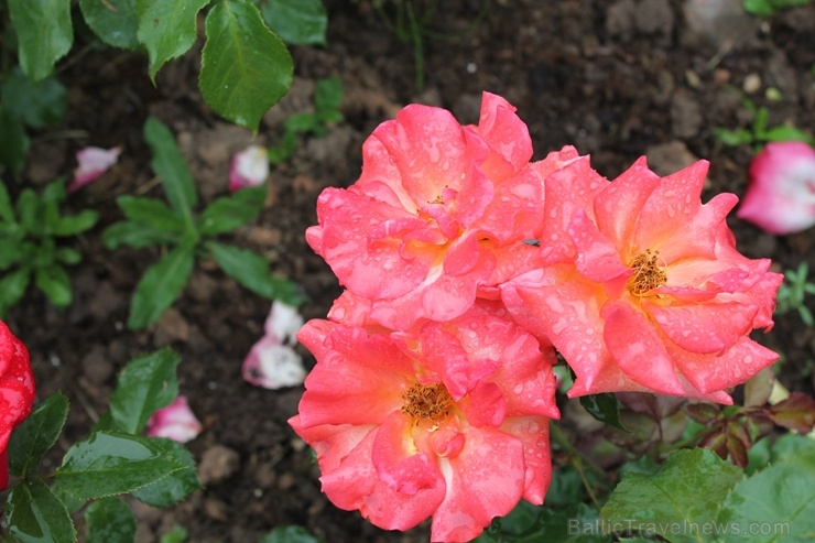 Dobeles stādaudzētavā «Liepas» vasaras pilnbriedā krāšņi zied rozes 285393