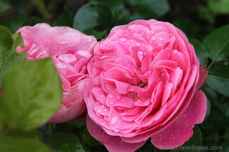 Dobeles stādaudzētavā «Liepas» vasaras pilnbriedā krāšņi zied rozes 285394