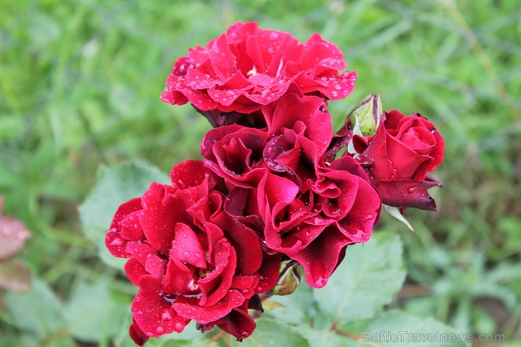 Dobeles stādaudzētavā «Liepas» vasaras pilnbriedā krāšņi zied rozes 285397