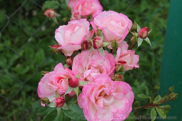 Dobeles stādaudzētavā «Liepas» vasaras pilnbriedā krāšņi zied rozes 285398