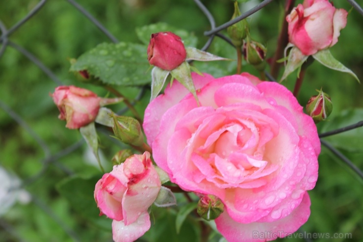 Dobeles stādaudzētavā «Liepas» vasaras pilnbriedā krāšņi zied rozes 285399