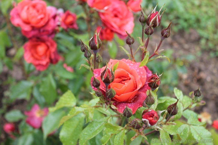 Dobeles stādaudzētavā «Liepas» vasaras pilnbriedā krāšņi zied rozes 285400