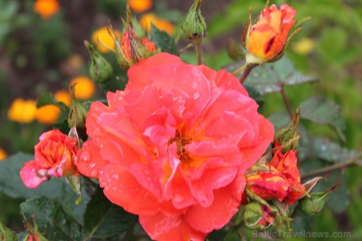 Dobeles stādaudzētavā «Liepas» vasaras pilnbriedā krāšņi zied rozes 285403