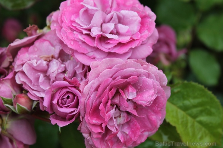 Dobeles stādaudzētavā «Liepas» vasaras pilnbriedā krāšņi zied rozes 285405