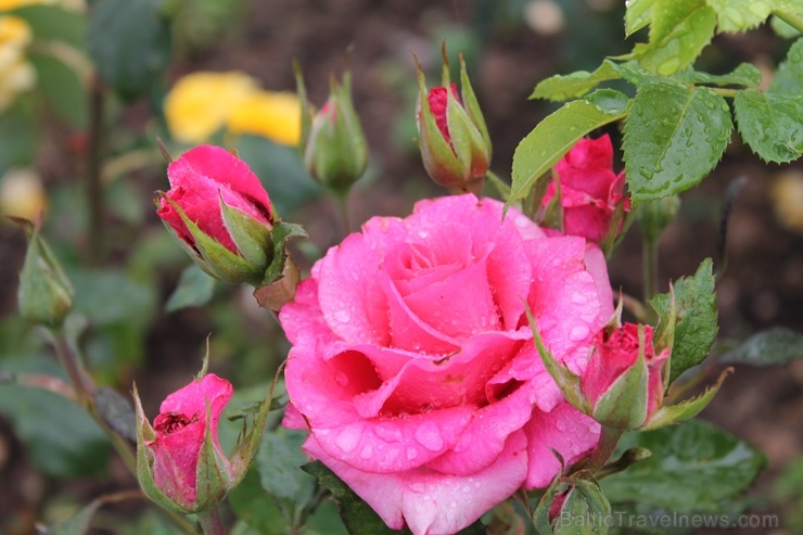 Dobeles stādaudzētavā «Liepas» vasaras pilnbriedā krāšņi zied rozes 285406
