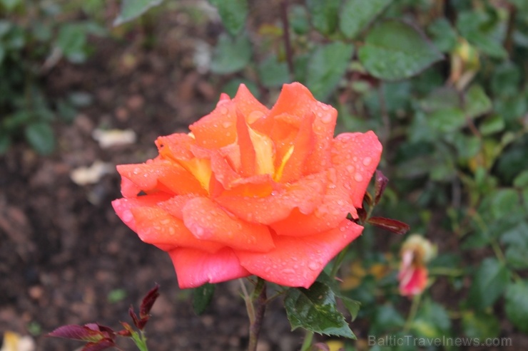 Dobeles stādaudzētavā «Liepas» vasaras pilnbriedā krāšņi zied rozes 285407