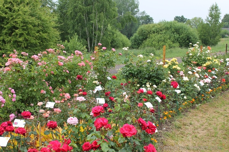 Dobeles stādaudzētavā «Liepas» vasaras pilnbriedā krāšņi zied rozes 285408