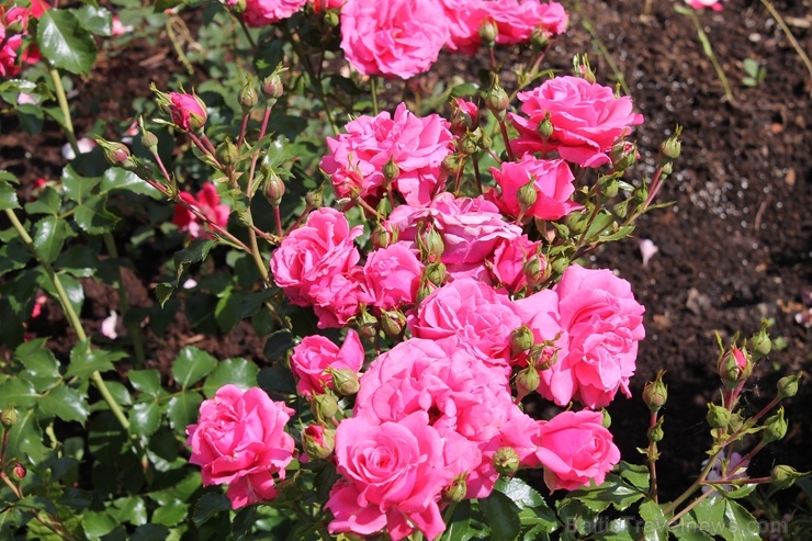 Dobeles stādaudzētavā «Liepas» vasaras pilnbriedā krāšņi zied rozes 285409
