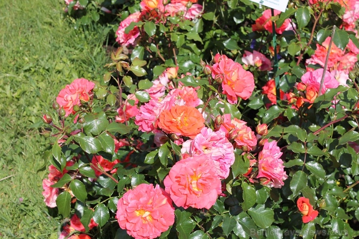 Dobeles stādaudzētavā «Liepas» vasaras pilnbriedā krāšņi zied rozes 285410