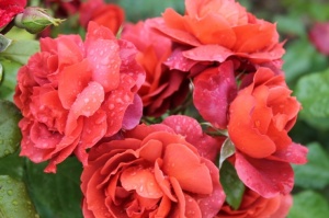 Dobeles stādaudzētavā «Liepas» vasaras pilnbriedā krāšņi zied rozes 1