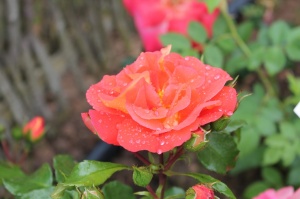 Dobeles stādaudzētavā «Liepas» vasaras pilnbriedā krāšņi zied rozes 2