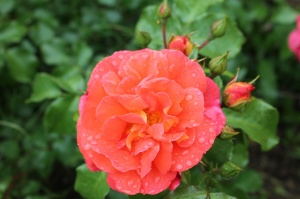 Dobeles stādaudzētavā «Liepas» vasaras pilnbriedā krāšņi zied rozes 3
