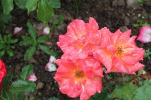 Dobeles stādaudzētavā «Liepas» vasaras pilnbriedā krāšņi zied rozes 4