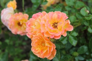 Dobeles stādaudzētavā «Liepas» vasaras pilnbriedā krāšņi zied rozes 6