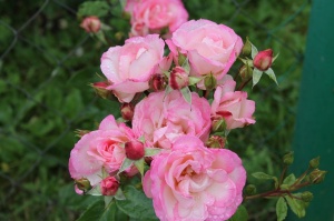 Dobeles stādaudzētavā «Liepas» vasaras pilnbriedā krāšņi zied rozes 8
