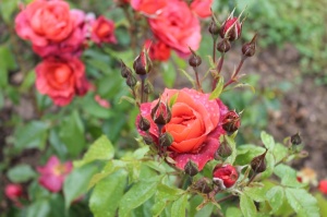 Dobeles stādaudzētavā «Liepas» vasaras pilnbriedā krāšņi zied rozes 10