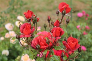 Dobeles stādaudzētavā «Liepas» vasaras pilnbriedā krāšņi zied rozes 11