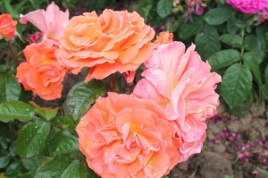 Dobeles stādaudzētavā «Liepas» vasaras pilnbriedā krāšņi zied rozes 12