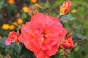 Dobeles stādaudzētavā «Liepas» vasaras pilnbriedā krāšņi zied rozes 13