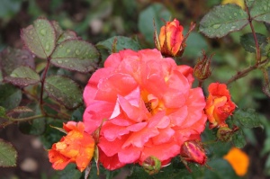 Dobeles stādaudzētavā «Liepas» vasaras pilnbriedā krāšņi zied rozes 14
