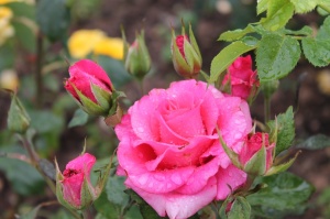 Dobeles stādaudzētavā «Liepas» vasaras pilnbriedā krāšņi zied rozes 16