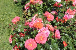 Dobeles stādaudzētavā «Liepas» vasaras pilnbriedā krāšņi zied rozes 20
