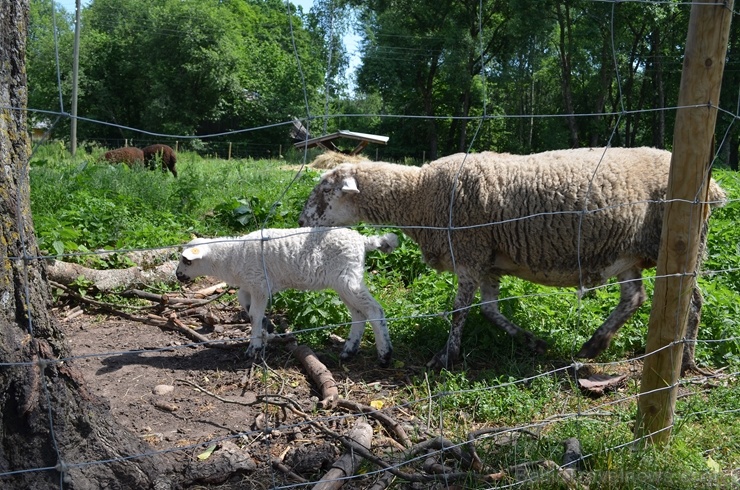 Ceļotāji pārgājienā iepazīst vienu no Latvijas Sv. Jēkaba ceļa skaistākajiem posmiem Vidzemē - no Līgatnes uz Siguldu 285642