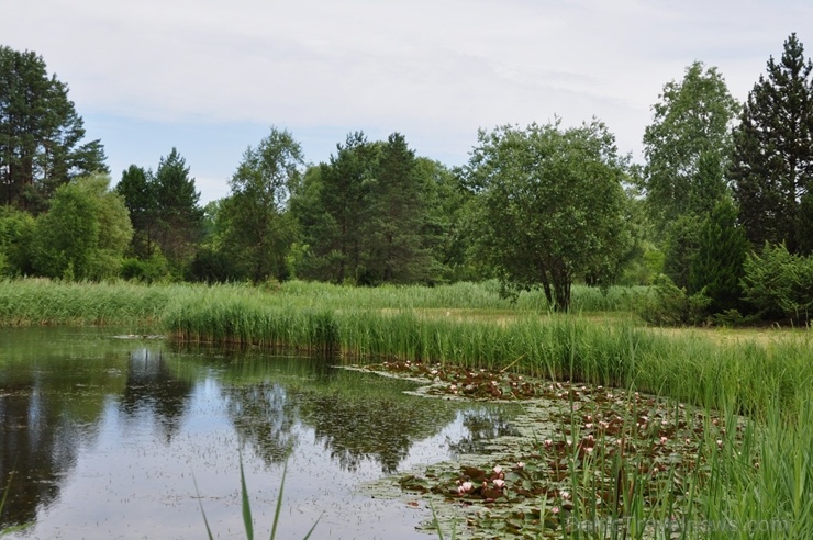 Salaspils novadā ceļotāji var baudīt vasarīgu noskaņu visdažādākajos objektos.  Foto: Nacionālā botāniskā dārza arhīvs 286471