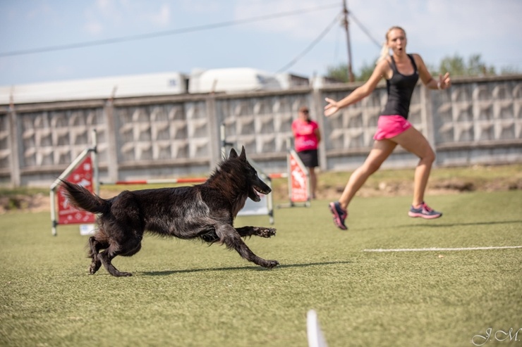 Starptautiskajās suņu sporta – adžiliti sacensībās 