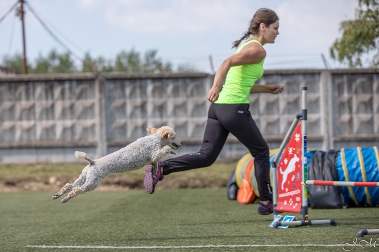 Starptautiskajās suņu sporta – adžiliti sacensībās 