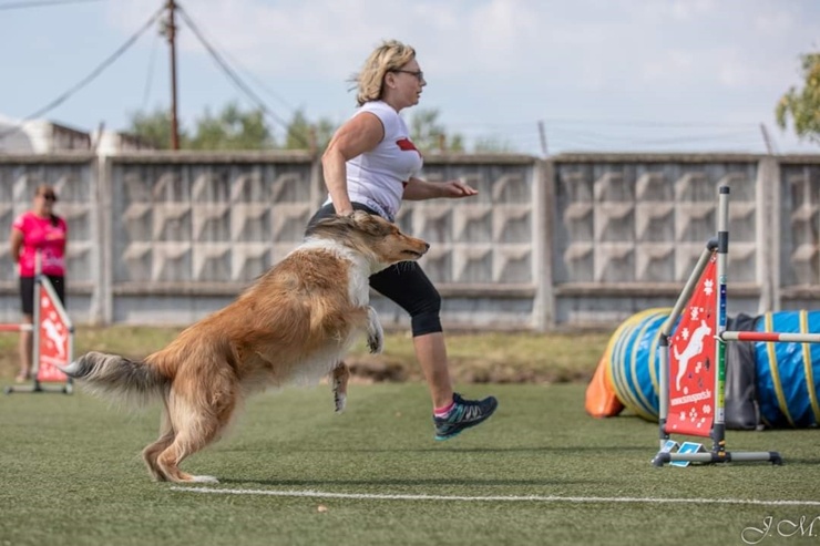 Suņu sporta - adžiliti sacensības «Rīgas Kauss 2020» pulcē dalībniekus no Baltijas valstīm 290275