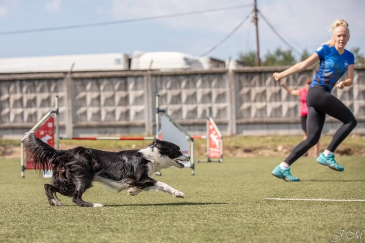 Suņu sporta - adžiliti sacensības «Rīgas Kauss 2020» pulcē dalībniekus no Baltijas valstīm 290276