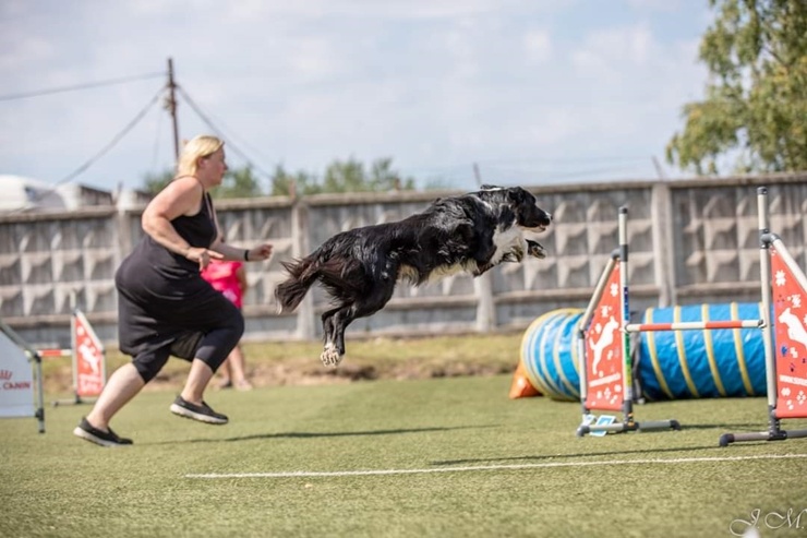 Suņu sporta - adžiliti sacensības «Rīgas Kauss 2020» pulcē dalībniekus no Baltijas valstīm 290277
