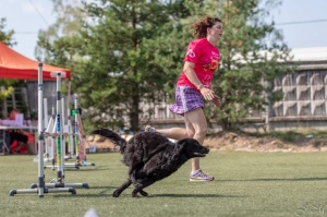 Suņu sporta - adžiliti sacensības «Rīgas Kauss 2020» pulcē dalībniekus no Baltijas valstīm 15