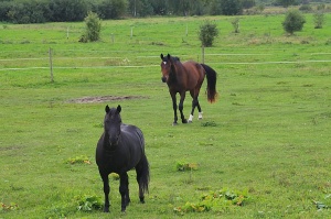 Travelnews.lv apmeklē zirgu stalli «Piķurgas» Salaspilī 5