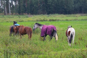 Travelnews.lv apmeklē zirgu stalli «Piķurgas» Salaspilī 6