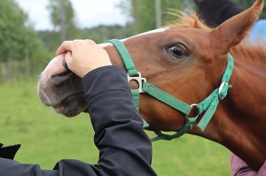 Travelnews.lv apmeklē zirgu stalli «Piķurgas» Salaspilī 8