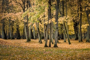 Vēju pilsēta Liepāja  ietērpjas rudens krāsās. Foto: Kārlis Volkovskis 4