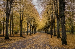 Vēju pilsēta Liepāja  ietērpjas rudens krāsās. Foto: Kārlis Volkovskis 5