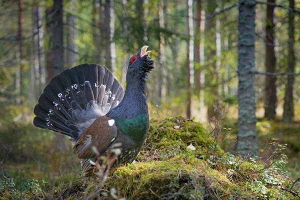 Dabas muzejā apskatāma fotoizstāde «Mans putns 2025»