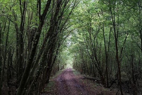 Rit pirmie sagatavošanās darbi Lunkiču purva atjaunošanai